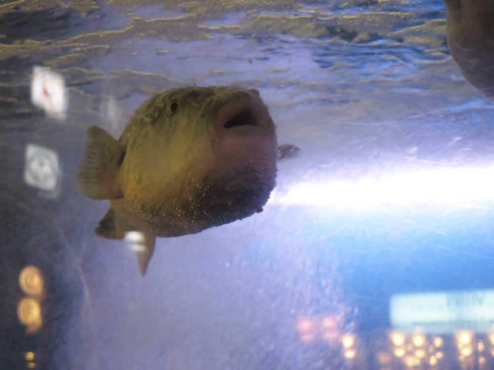 fugu_fisch.jpg
